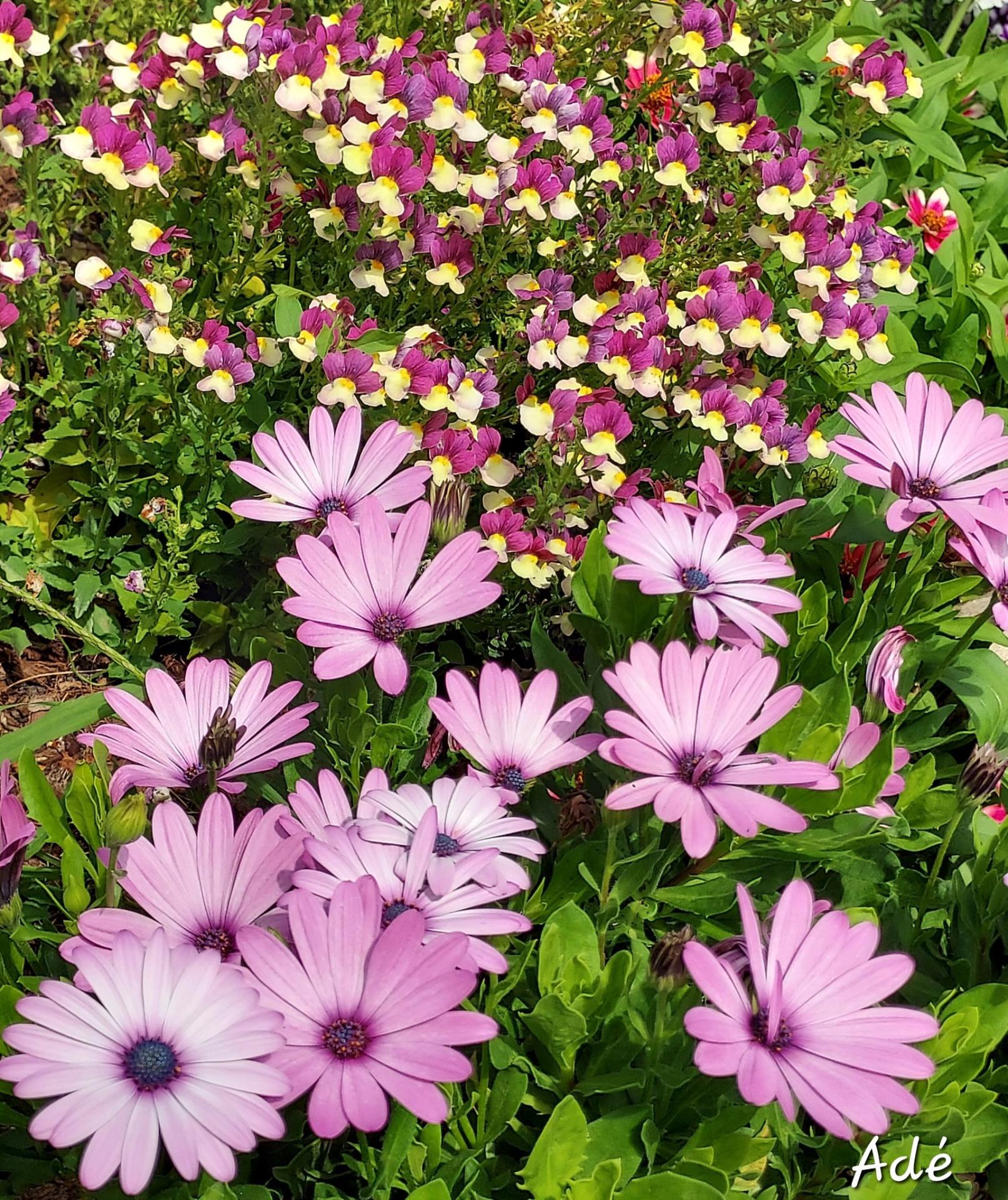 Ostéopermums et némésies